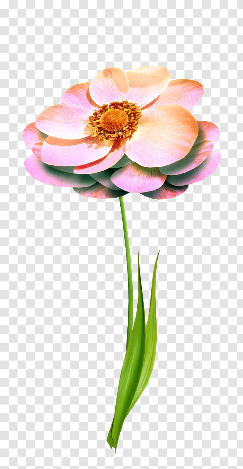 Cut Flowers Petal Floral Design Rose - Sacred Lotus - Flower Transparent PNG