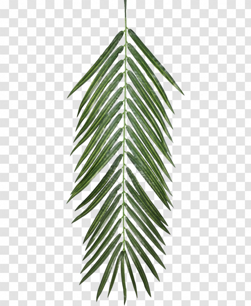Plant Opacity Texture Mapping Leaf - Evergreen - Palm Leaves Transparent PNG