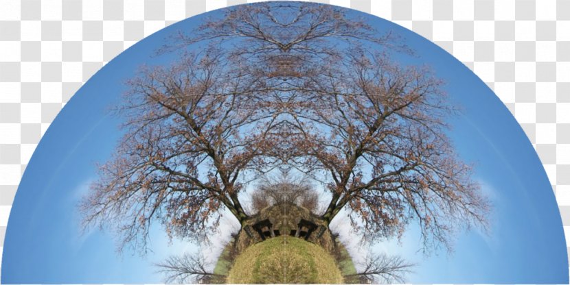 Desktop Wallpaper Stock Photography Computer Symmetry - Tree Transparent PNG
