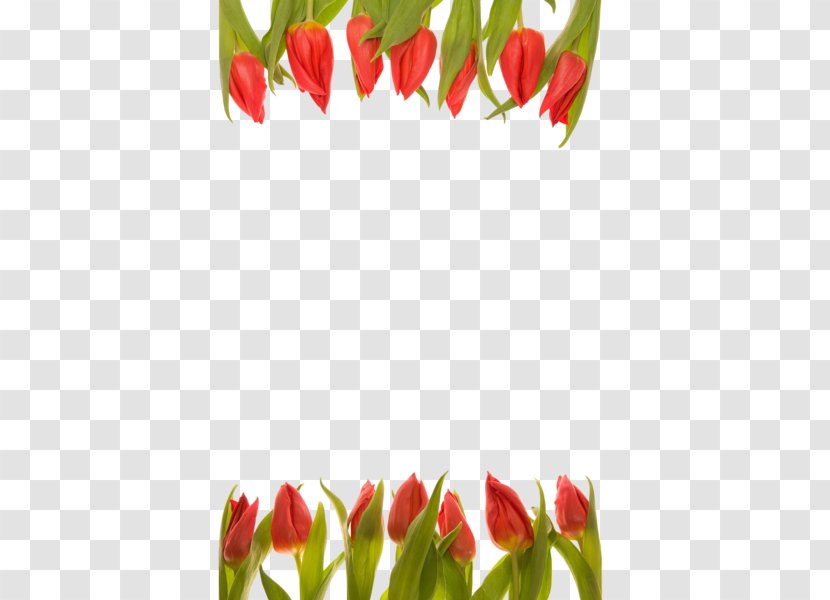 Tulip Cut Flowers Floral Design Flower Bouquet Transparent PNG