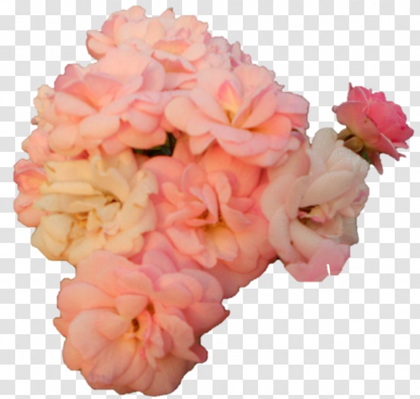 Carnation Cut Flowers Floral Design Flower Bouquet Transparent PNG
