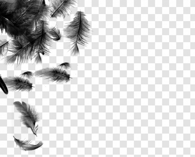White Feather Bird Desktop Wallpaper - Drawing - Black Transparent PNG