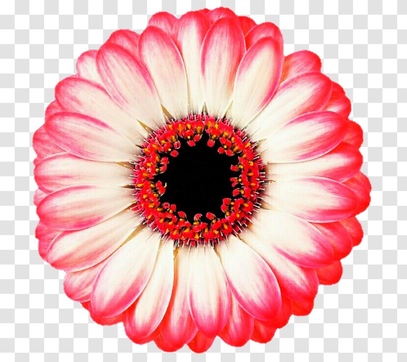 Schreurs Transvaal Daisy Hoofdweg 81 Family Flower - Plant - Gerbera Transparent PNG