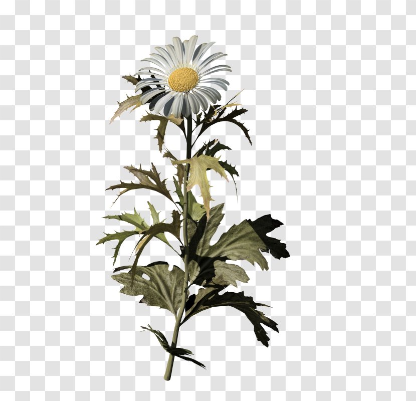 Oxeye Daisy Common Family Chrysanthemum Flower Transparent PNG