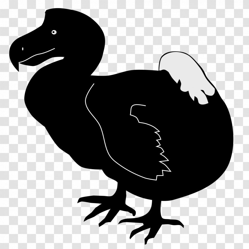 Duck Bird Dodo Cygnini - Flightless Transparent PNG