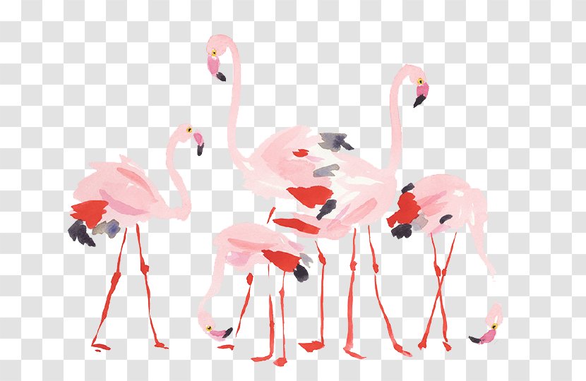 Flamingos Bird - Water - Cartoon Flamingo Transparent PNG