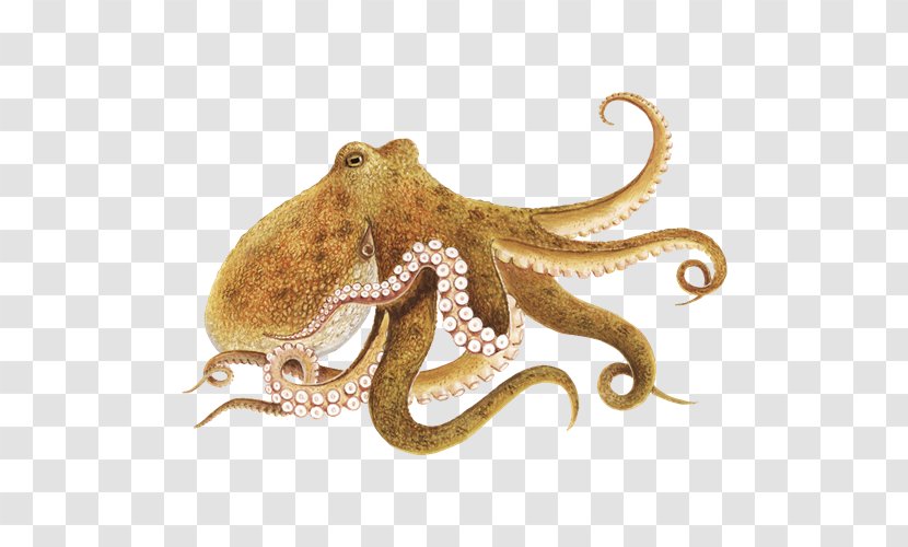 Enteroctopus Dofleini Squid Clip Art - Blueringed Octopus - Octapus Transparent PNG