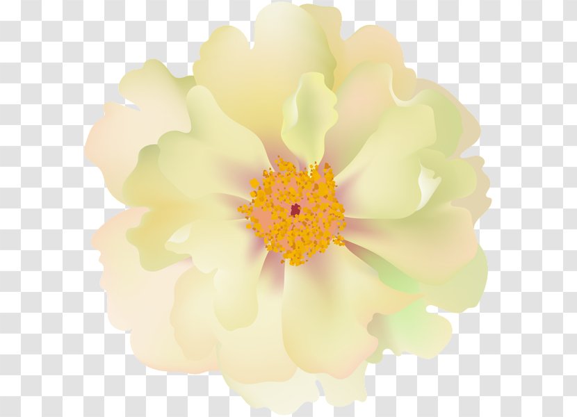 Desktop Wallpaper Computer Peony - Flower Transparent PNG