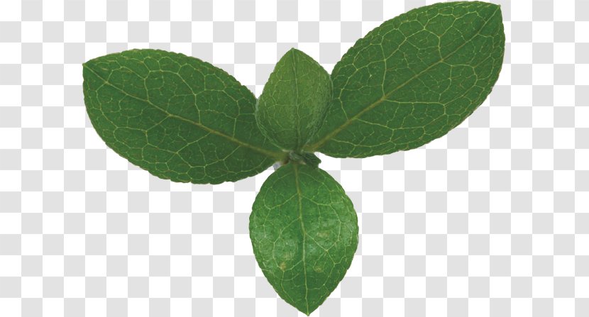 Leaf Green Bladnerv Photosynthesis Chloroplast - Red - Leaves Transparent PNG
