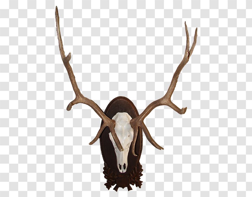 Red Deer Elk Moose Antler - Whitetailed Transparent PNG