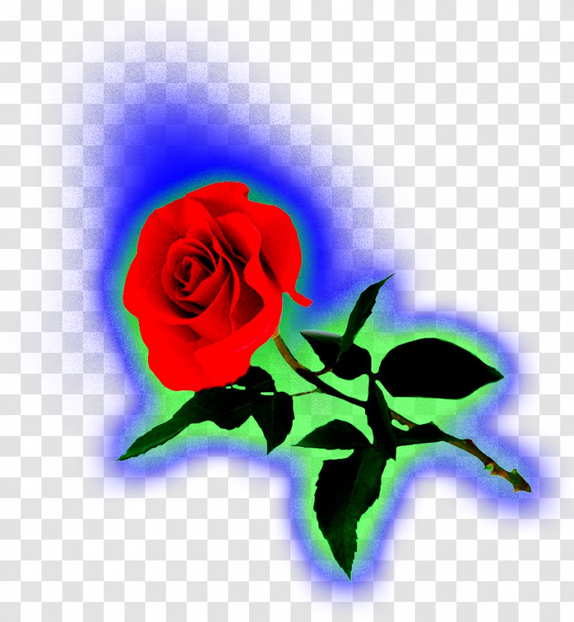 Garden Roses Love Cabbage Rose Emotion Petal - Family - Seed Plant Transparent PNG