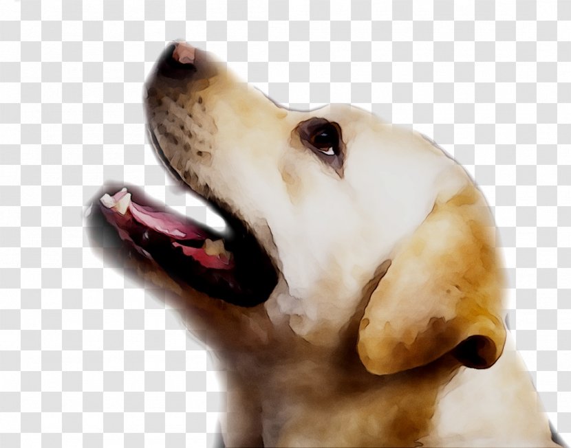 Labrador Retriever Puppy Dog Breed Companion - Mammal Transparent PNG