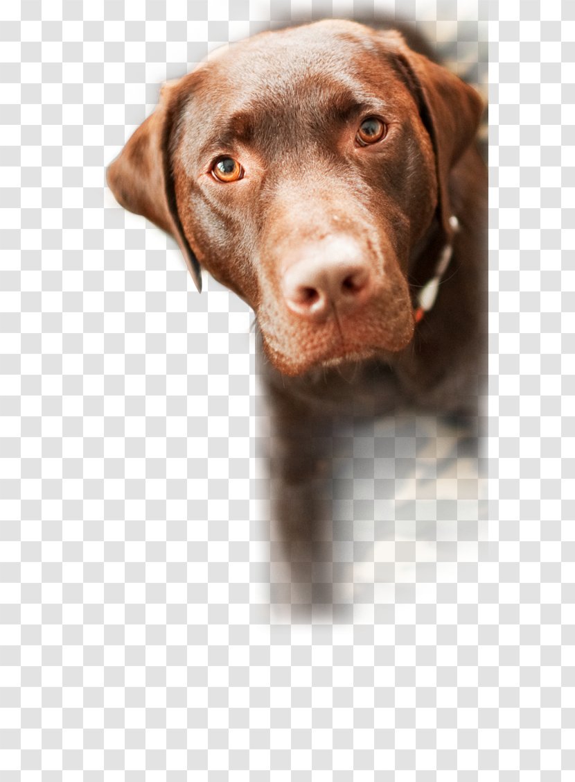 Labrador Retriever Animal Shelter Rescue Dog Puppy Pet - Snout - Adoption Transparent PNG