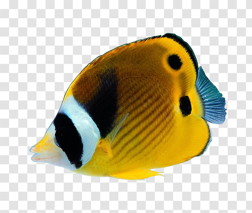 Bony Fishes Tropical Fish - Fauna Transparent PNG