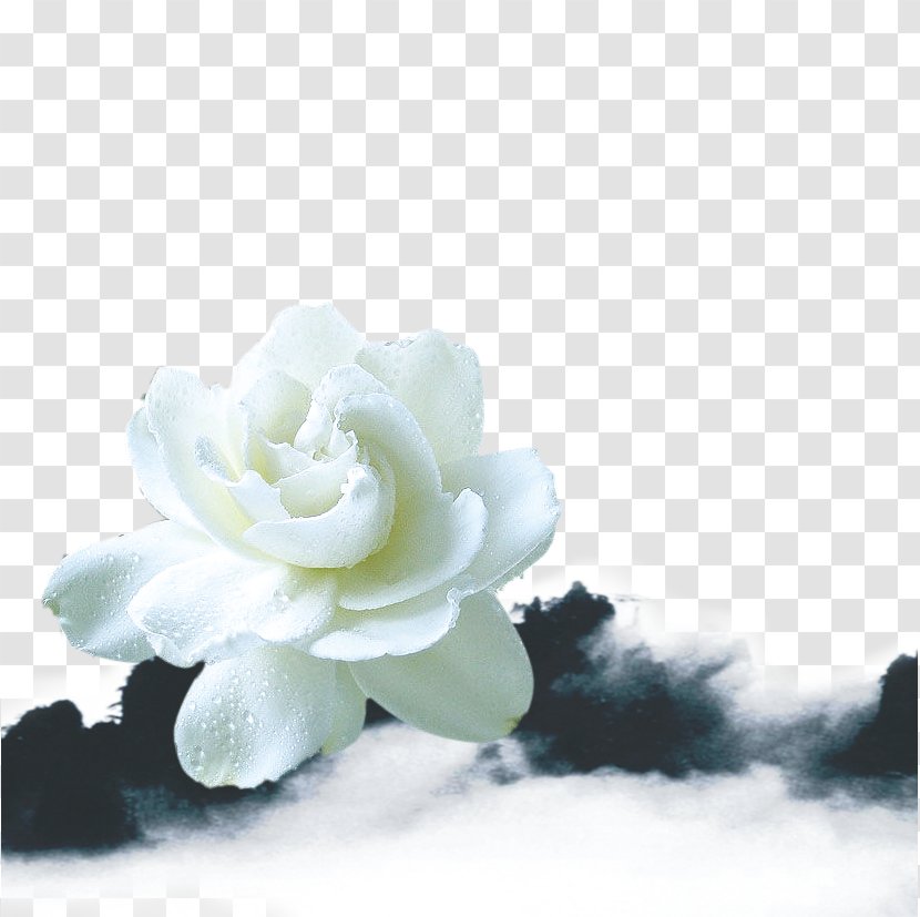 White Lilies - Tree - Frame Transparent PNG