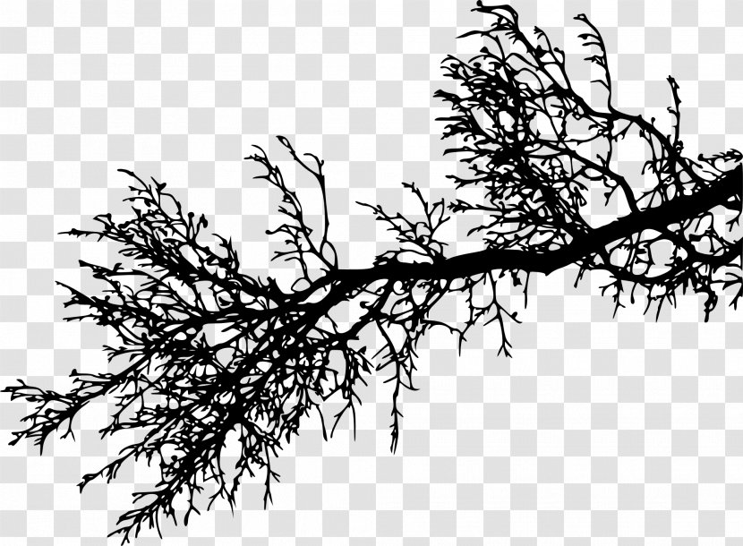 Branch Tree Silhouette Twig - Black And White - Branches Transparent PNG
