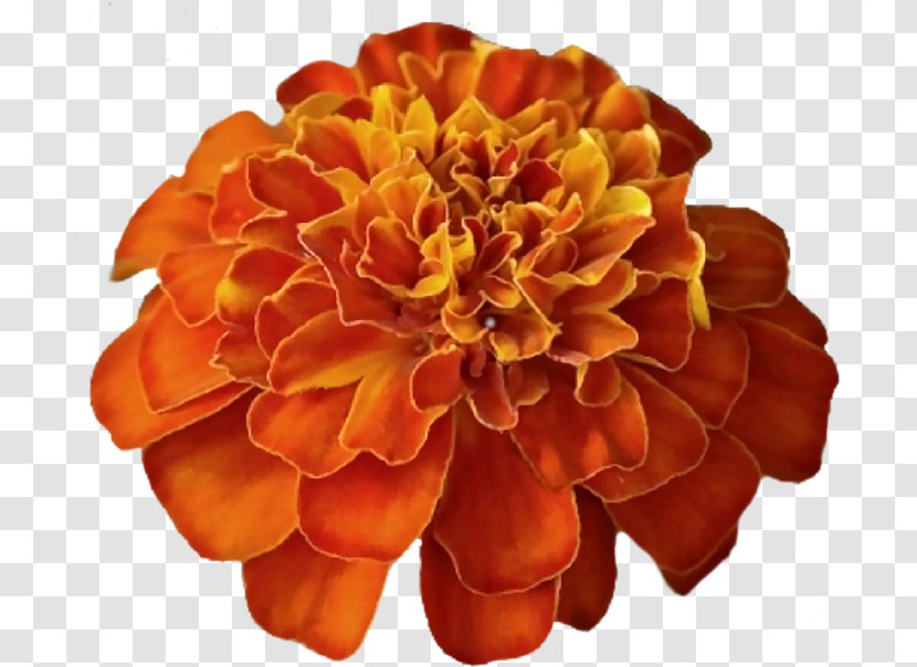 Flowers Background - Peach - English Marigold Transparent PNG