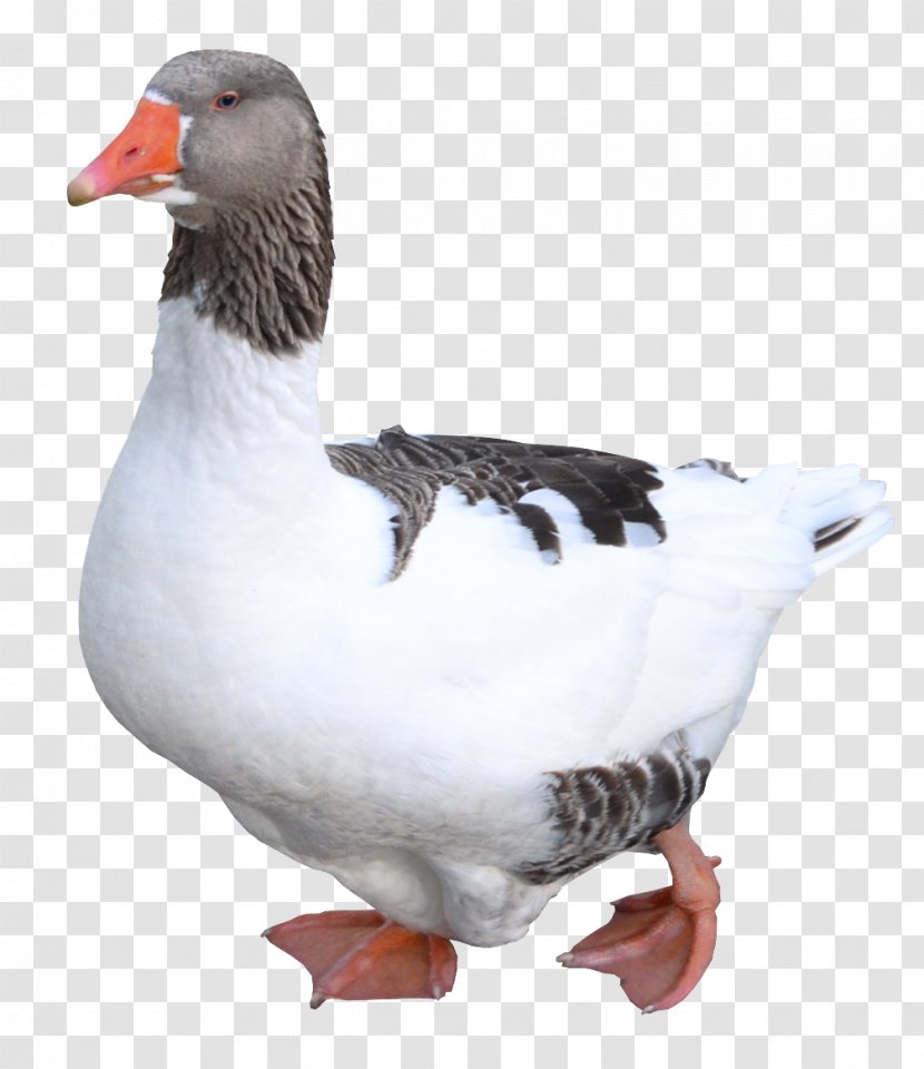 Duck Domestic Goose Greylag Bird - Gray Transparent PNG
