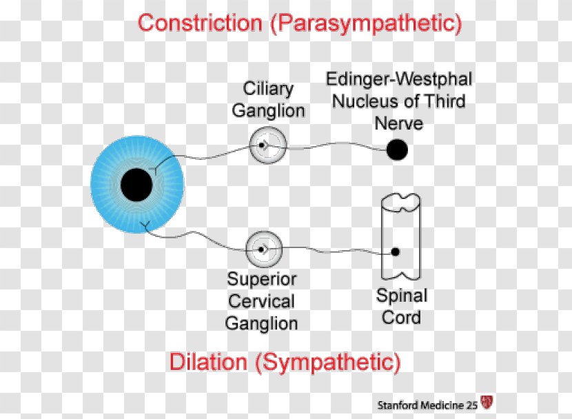 Pupillary Response Miosis Parasympathetic Nervous System Reflex - Cranial Nerves - Kojima Productions Transparent PNG