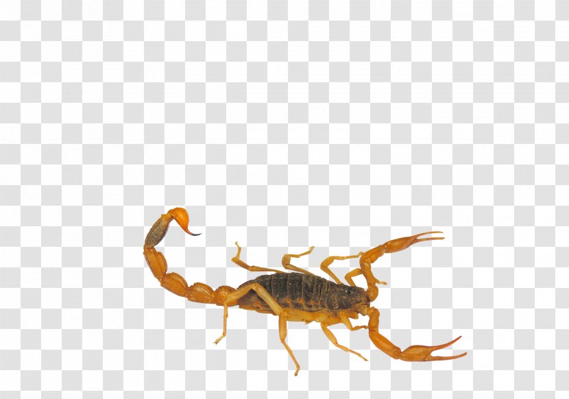 Scorpion Insect Mesobuthus Martensii Euclidean Vector - Buthidae - Yellow Transparent PNG