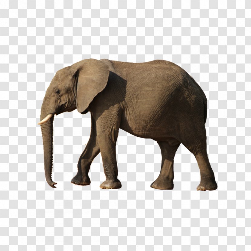 African Bush Elephant - Snout Transparent PNG
