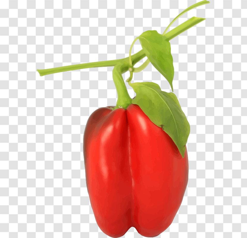 Bell Pepper Taco Chili Black Spice - Paprika Transparent PNG