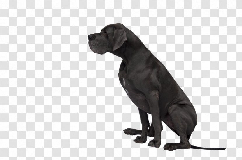 Great Dane Labrador Retriever Cane Corso Dog Breed Puppy - Snout Transparent PNG