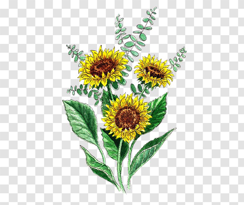 Common Sunflower Seed Daisy Family Cut Flowers - Sunflowers Transparent PNG