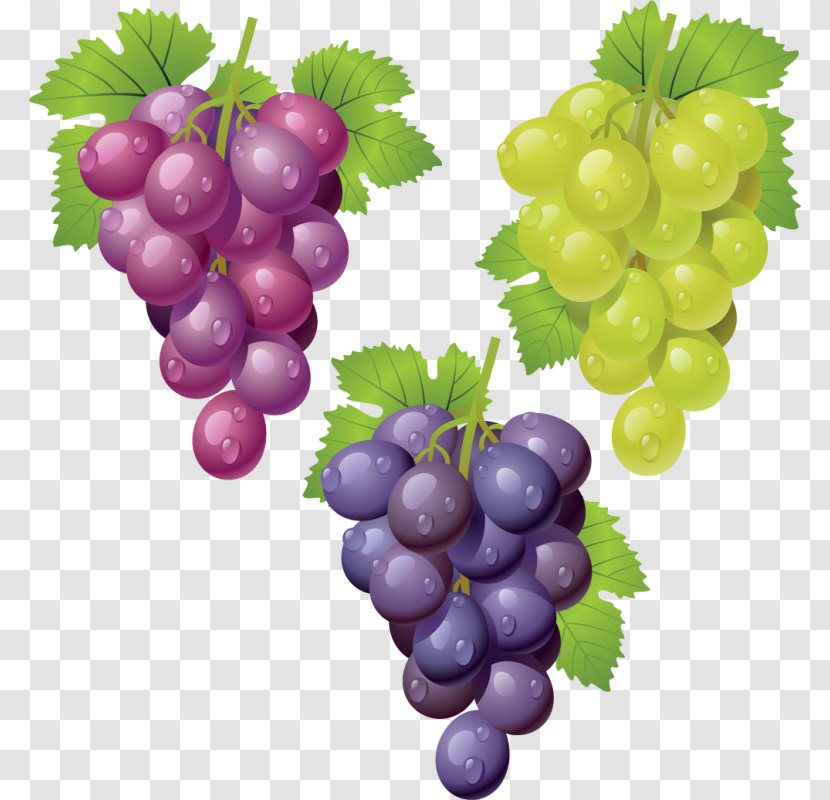 Common Grape Vine Wine Clip Art - Seed Extract Transparent PNG