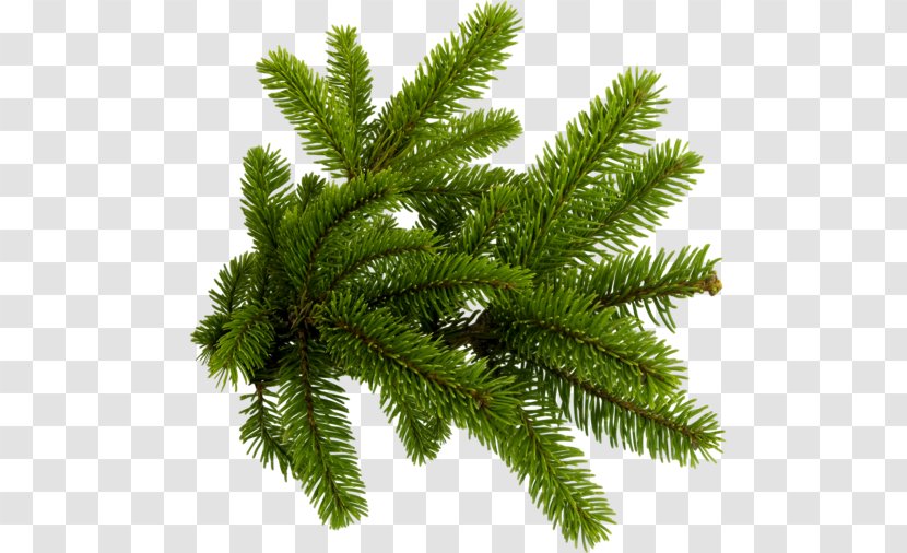 Spruce New Year Tree Conifers Clip Art - Fir - Branch Transparent PNG