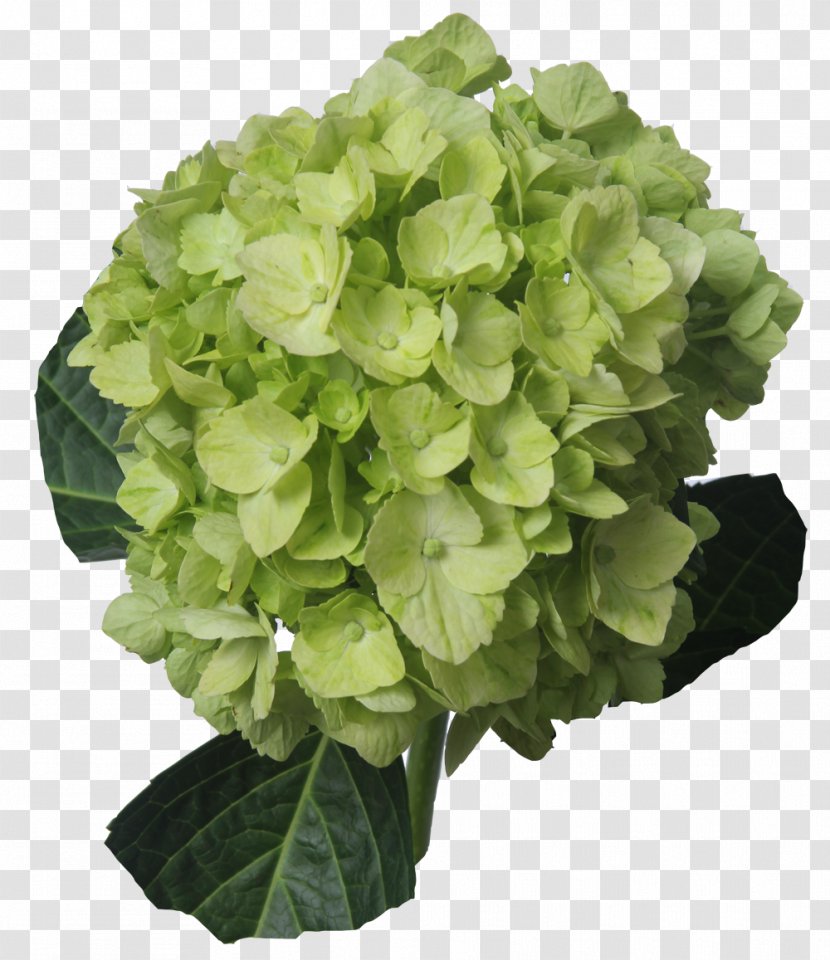 Hydrangea Cut Flowers Green Lemon Transparent PNG