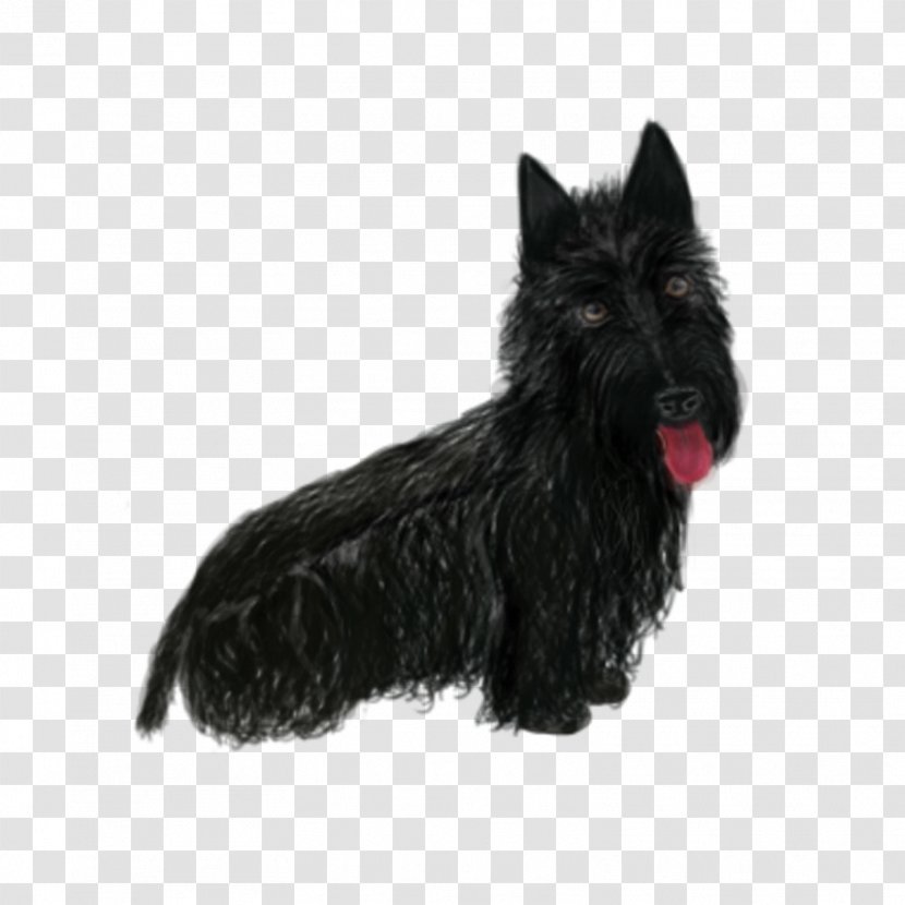 Scottish Terrier Cairn Affenpinscher Boston Dog Breed - Vulnerable Native Breeds Transparent PNG