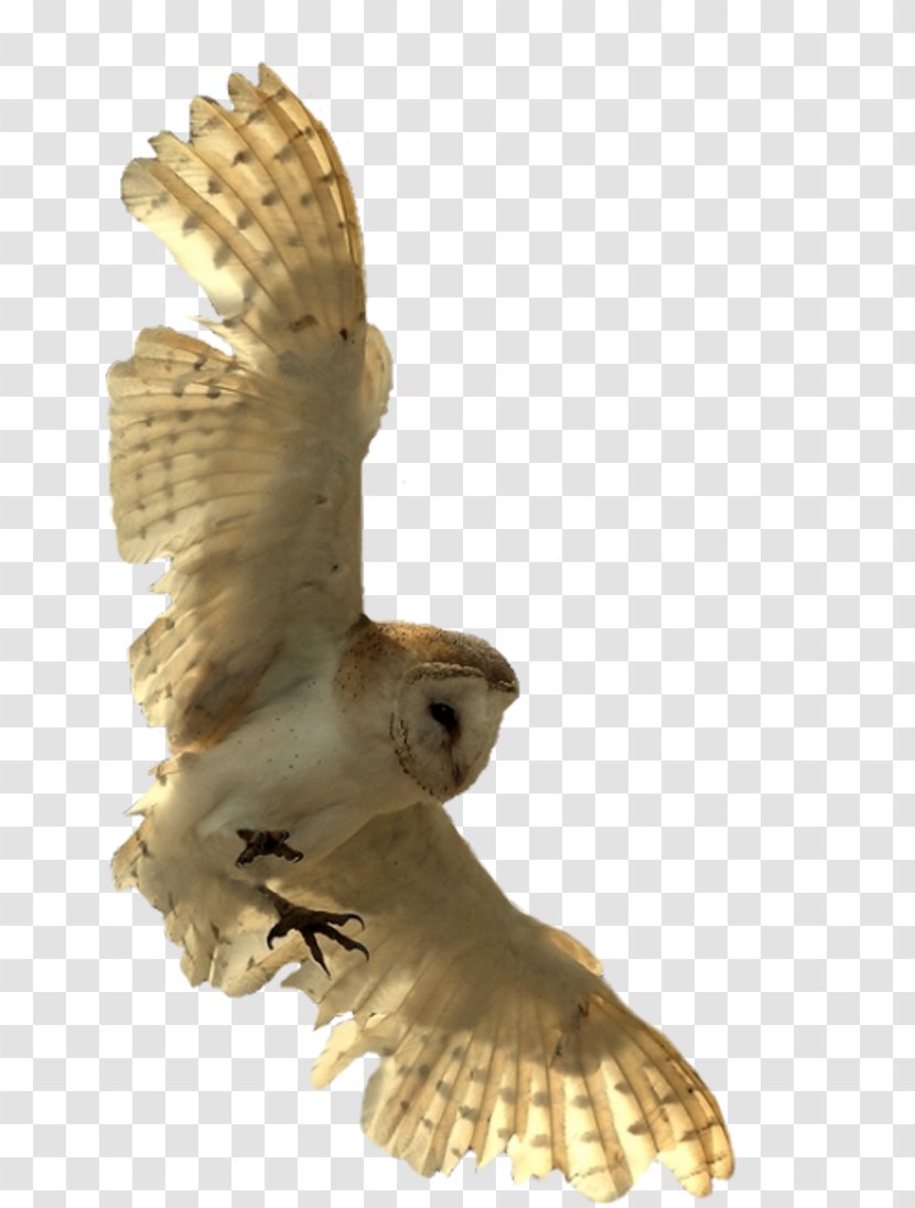 The Eagle Owl Bird Little Clip Art - Falcon Transparent PNG