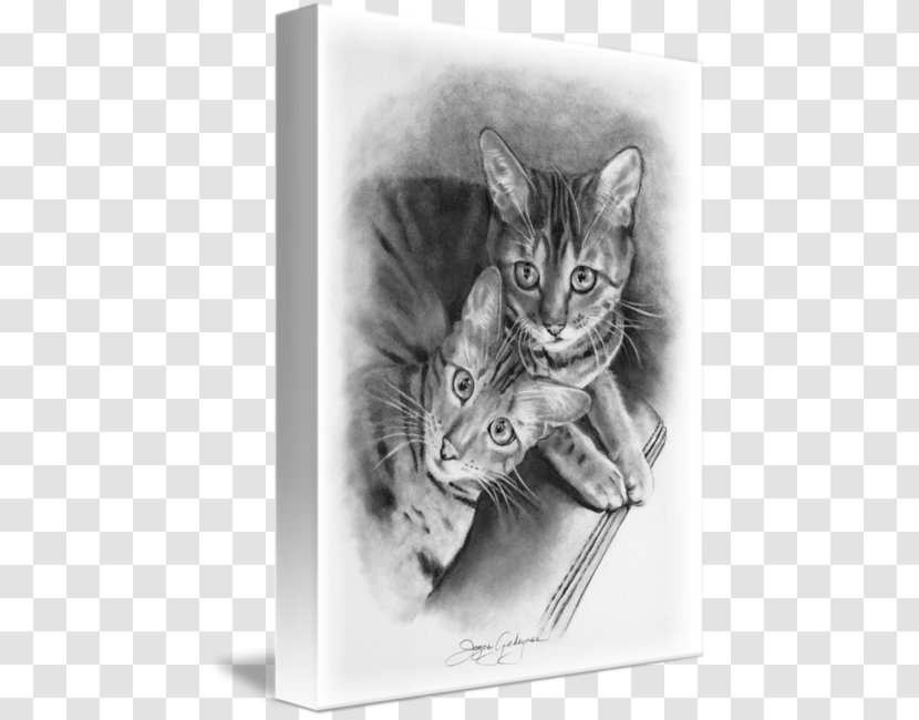 Bengal Cat Drawing Pencil Throw Pillows Sketch Transparent PNG