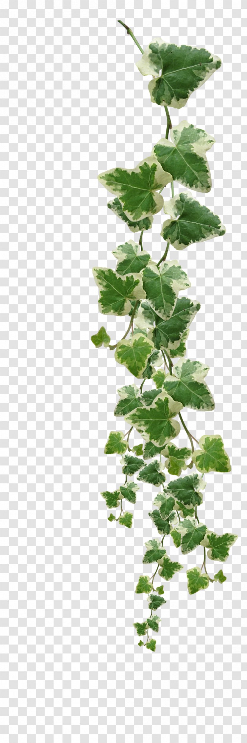 Common Ivy Vine Muscadine Grape Plant - Fatshedera Lizei - Vines Plants Pictures Transparent PNG