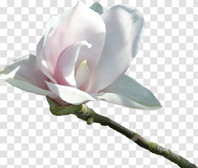 Magnolia Flower Tree - Blossom - Moutan Peony Transparent PNG