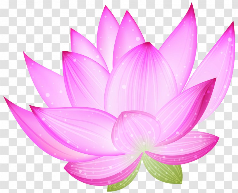 Nelumbo Nucifera Clip Art - Pink - Lotus Flower Transparent PNG