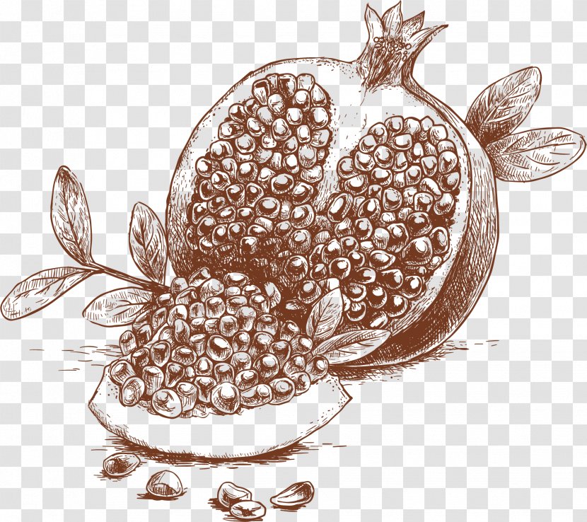 Organic Food Drawing Fruit Illustration - Pollinator - Vector Pomegranate Transparent PNG