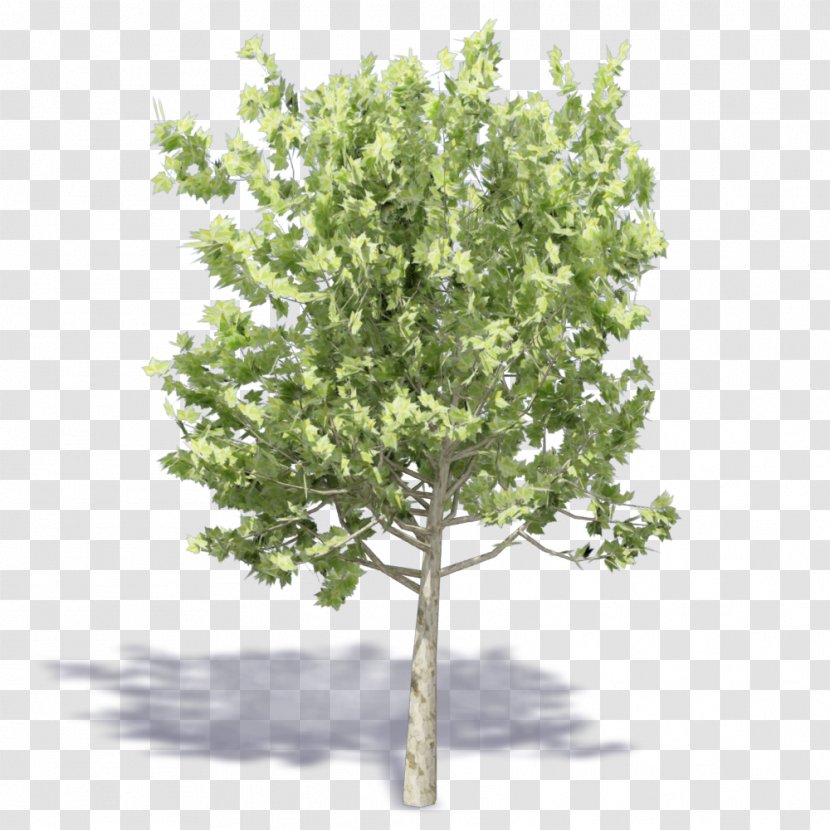Twig Shrub Plane Trees Tree Family Transparent PNG