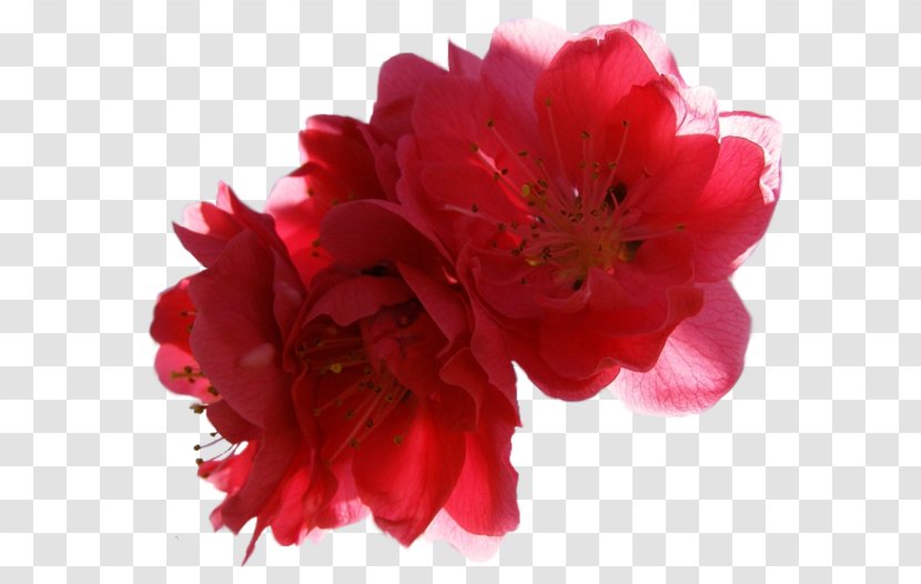 Peony Cut Flowers IPhone XR Azalea - Pnk Transparent PNG
