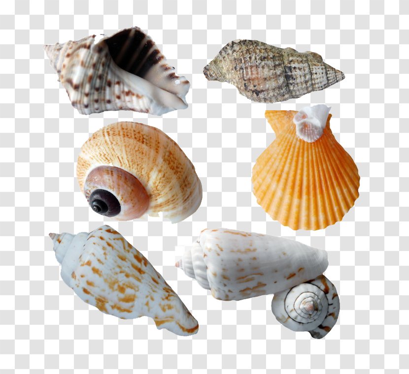 Cockle Seashell Molluscs Clip Art - Sea Snail - Conch Creative Photos Transparent PNG