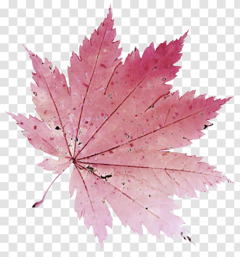 Maple Leaf - Woody Plant - Pink Flower Transparent PNG
