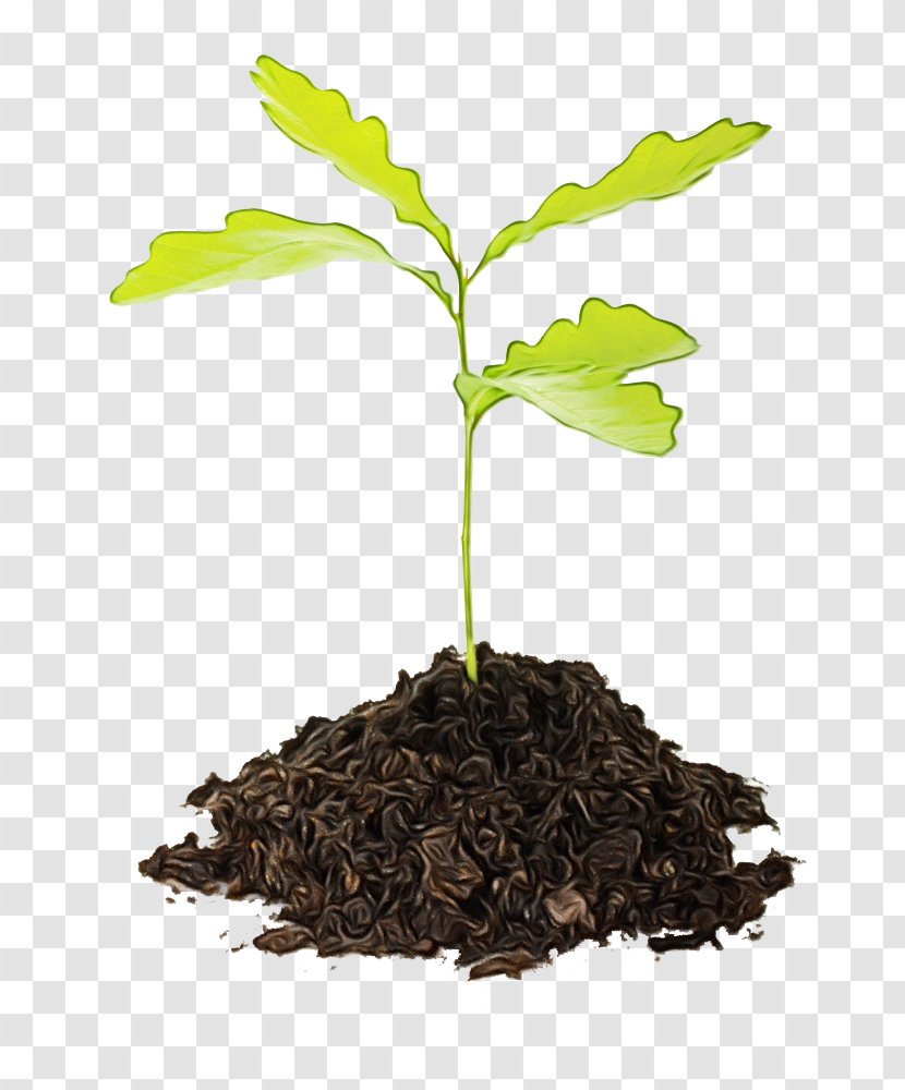 Seedling Sprouting Tree Planting Stock Photography - Germination - Soil Transparent PNG