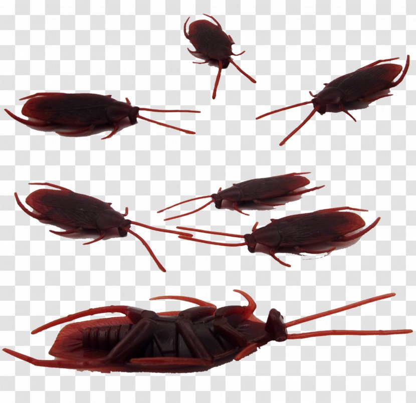Cockroach April Fools Day Hoax Toy - Kuso - Fool 's Mischievous Transparent PNG