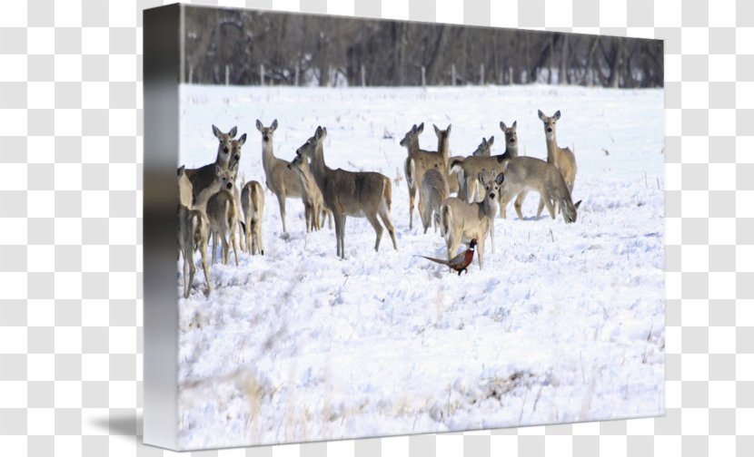 Reindeer White-tailed Deer Winter Herd Transparent PNG