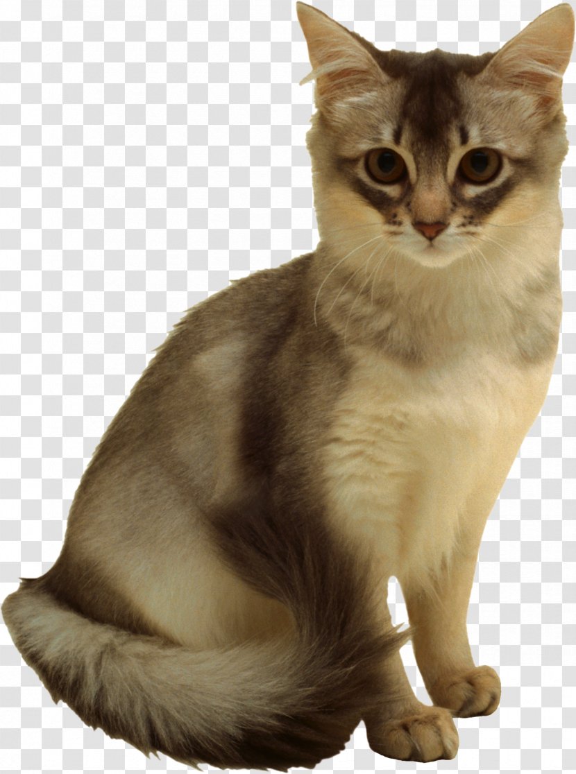 Felidae Kitten Norwegian Forest Cat Domestic Short-haired Clip Art - Australian Mist - Chinchilla Transparent PNG