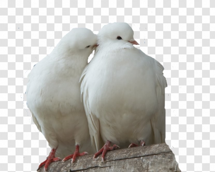 Columbidae Domestic Pigeon Bird Doves As Symbols Fancy - Seagull Transparent PNG