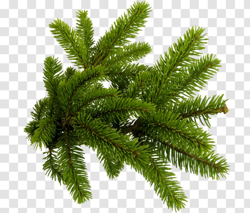 Spruce Conifers Pine Clip Art - Elka - Tree Transparent PNG