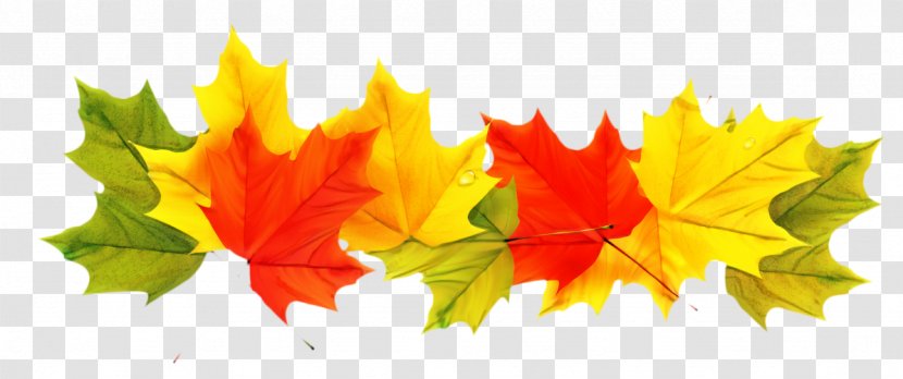 Autumn Leaf Color Clip Art Image - Maple Transparent PNG