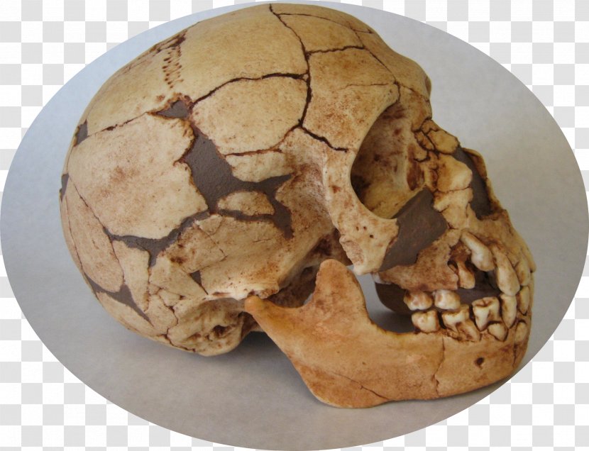 Skull - Jaw Transparent PNG